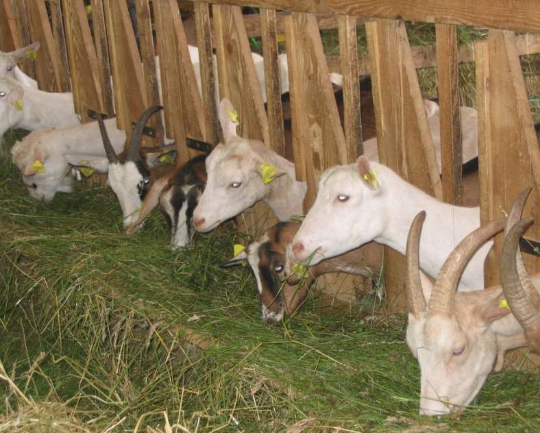 ccs  Fromagerie - ferme des Bigoudis