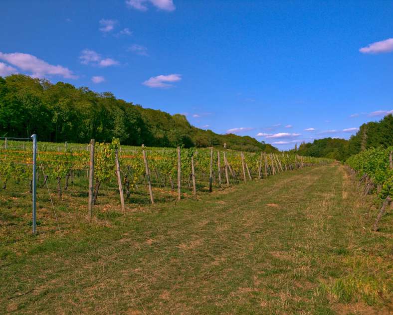 Emmanuel Stourm 2020
Licence Open Data Circuit du Stromberg