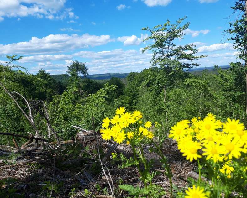 OT Saint-Avold Coeur de Moselle Circuit de la madone