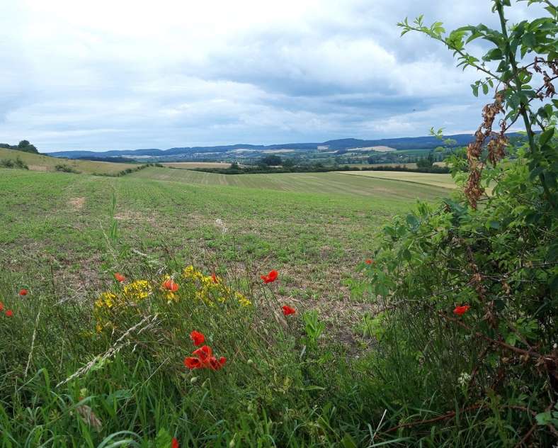 OT Saint-Avold Coeur de Moselle Chemin de Saint-Antoine