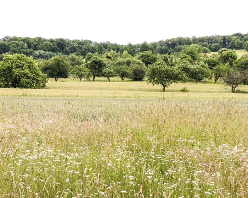 ESiest - Sarreguemines Tourisme La Blies Partagée