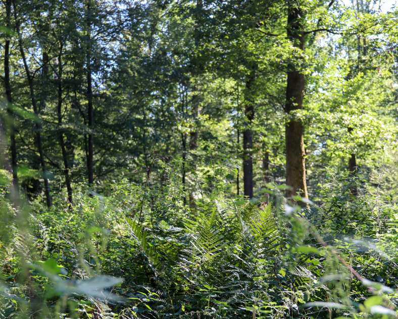 Cindy TURPIN - Sarreguemines Tourisme  Le Grosswald