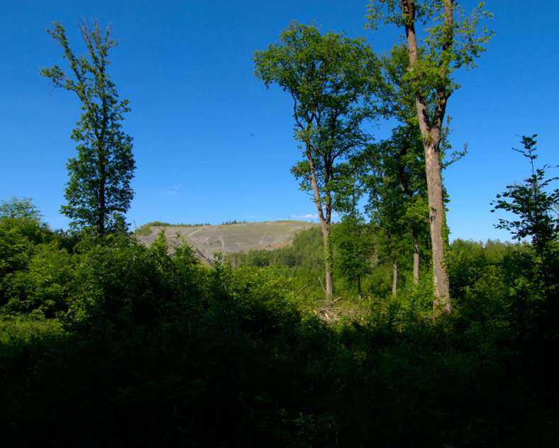 Emmanuel Stourm 2020
Licence Open Data  La forêt de la Houve