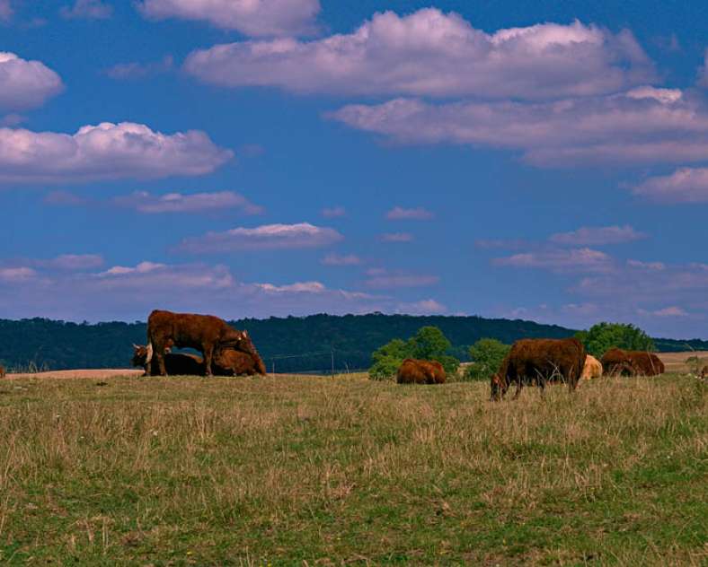Emmanuel Stourm 2020
Licence Open Data Entre forêt et prés salés