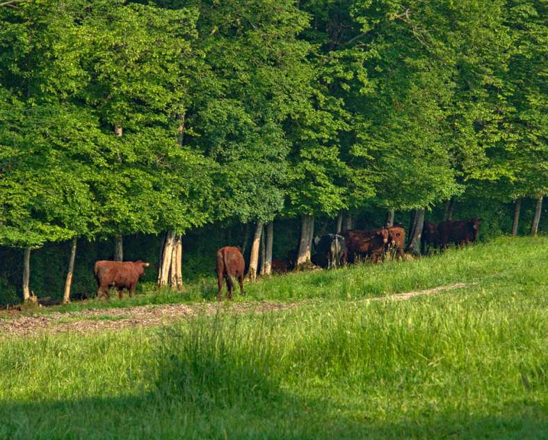 Emmanuel Stourm 2021 
Licence OpenData  Les quatre seigneurs