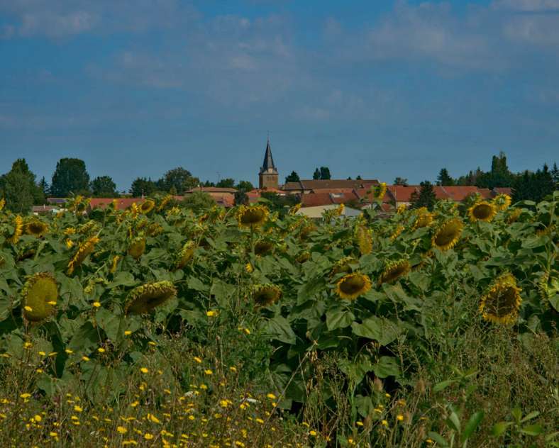 Emmanuel Stourm 2021 Le chêne à la vierge