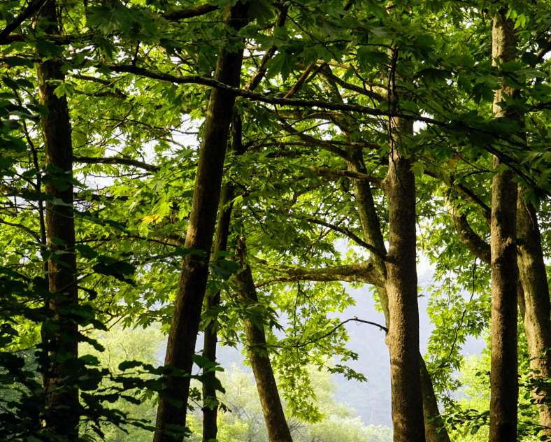 Photo de Ekrem KÖSE - Pexels  Circuit de la croix du chêne - bois de la côte