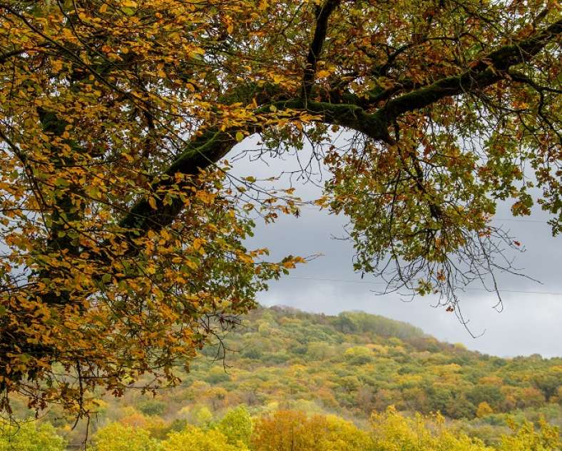 Stéphane Thévenin  Circuit du bois de Thionville