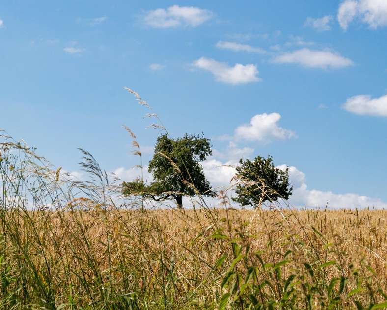 CTurpin_SarregueminesTourisme  Au pied des Éoliennes