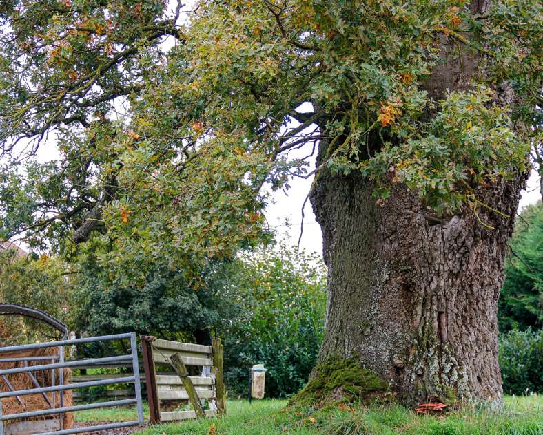 CTurpin_SarregueminesTourisme De la Ferme aux Pâturages