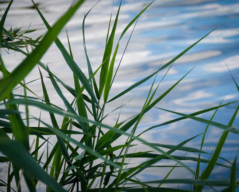 Sarreguemines Tourisme  La Boucle des Pêcheurs
