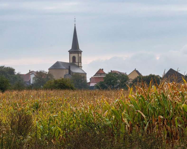 CTurpin_SarregueminesTourisme  Colchiques et Marais