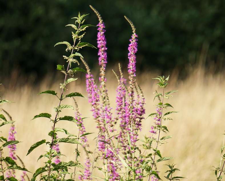 CTurpin_SarregueminesTourisme  Tourbières et Marais