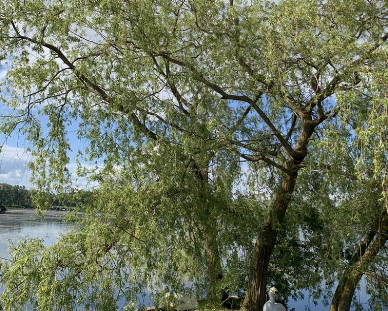 Camping Tensch Jolie Capfun La Porte du Saulnois depuis les étangs de la Tensch