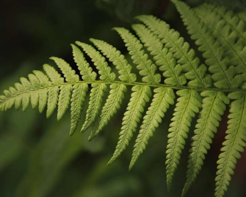 Photo libre de droit - Pixabay  Sentier d'interprétation du Buchwald