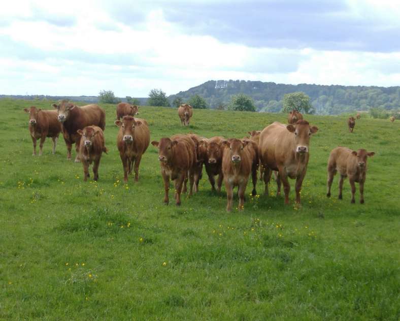 Ferme Saint-Nicolas Facebook Ferme Saint-Nicolas