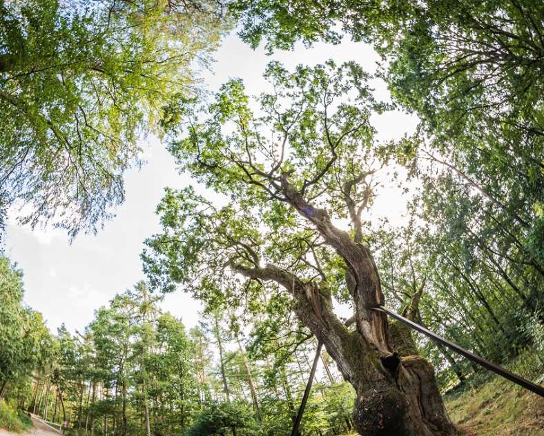 R Krebs  Parcours pédagogique de l'Apon