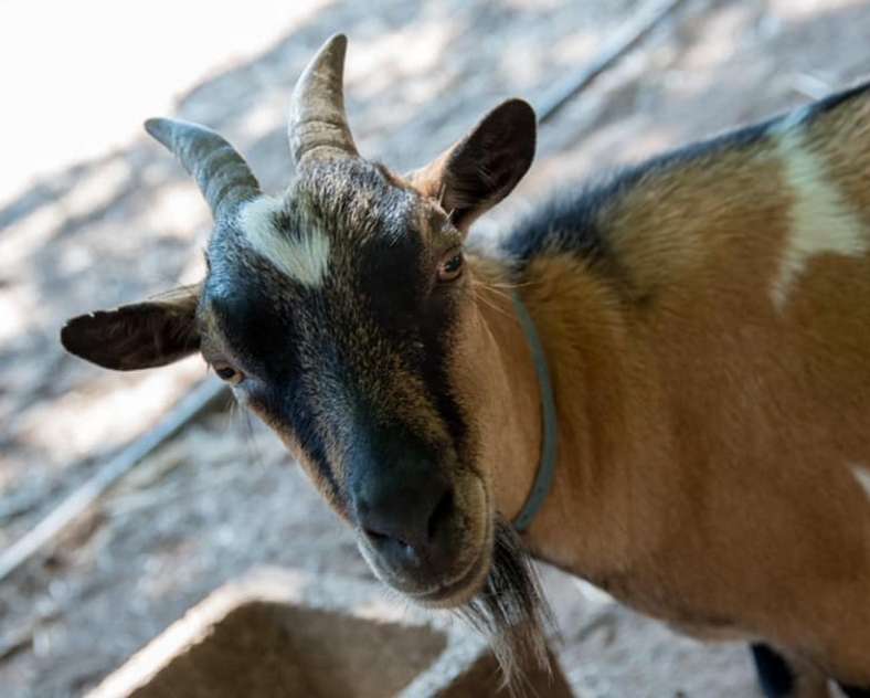 Facebook Ferme de la petite vallée Ferme de la petite vallée