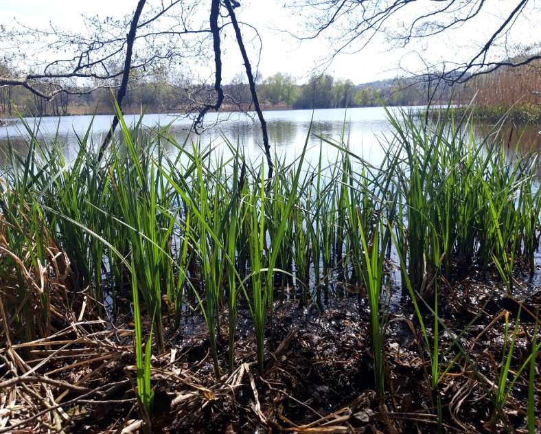 OT Saint-Avold Coeur de Moselle  Le sentier du marais - étang de l'Escherbruch