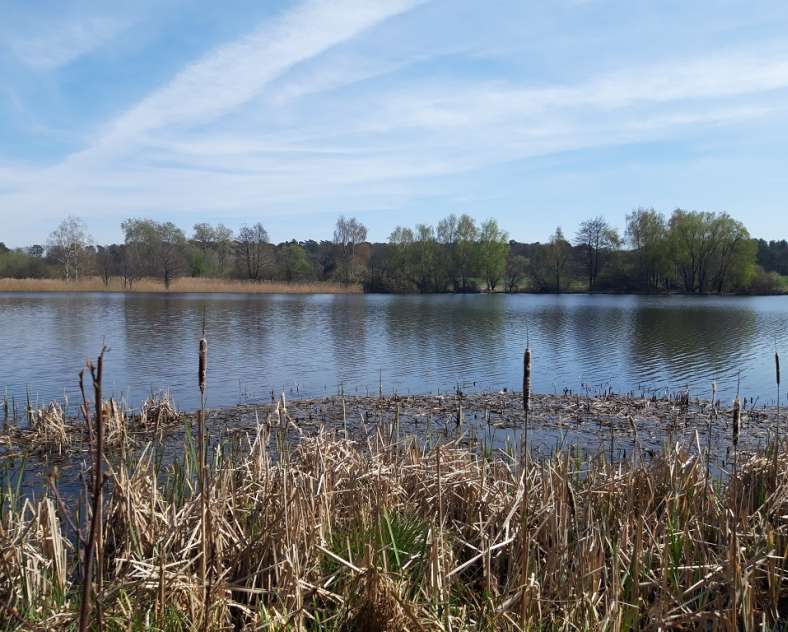 OT Saint-Avold Coeur de Moselle  Le sentier du marais - étang de l'Escherbruch