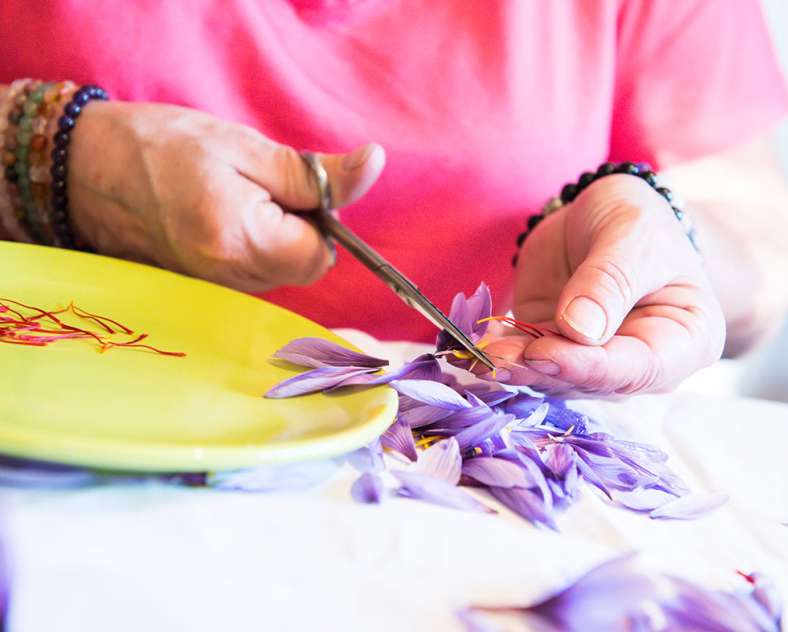 Gilles Dorschner Betty nature le safran longevillois