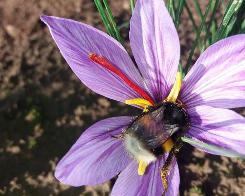 Betty Losson Betty nature le safran longevillois