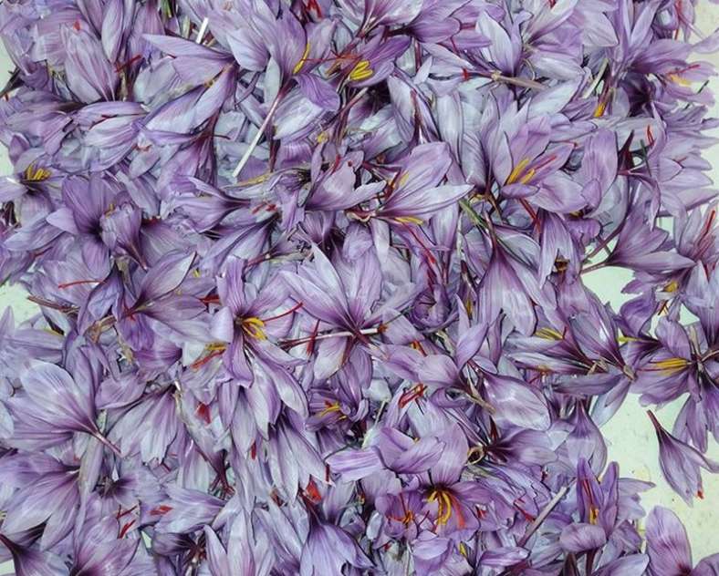 Betty Losson Betty nature le safran longevillois