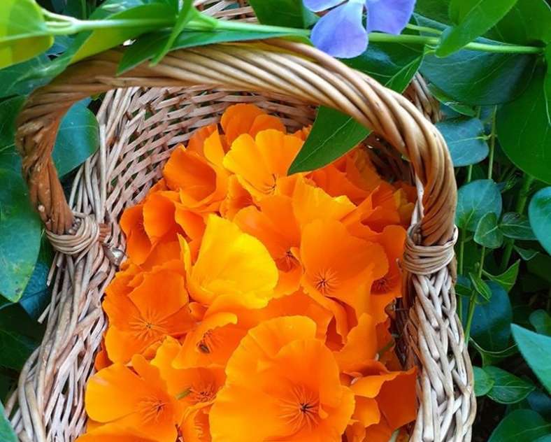 Betty Losson Betty nature le safran longevillois