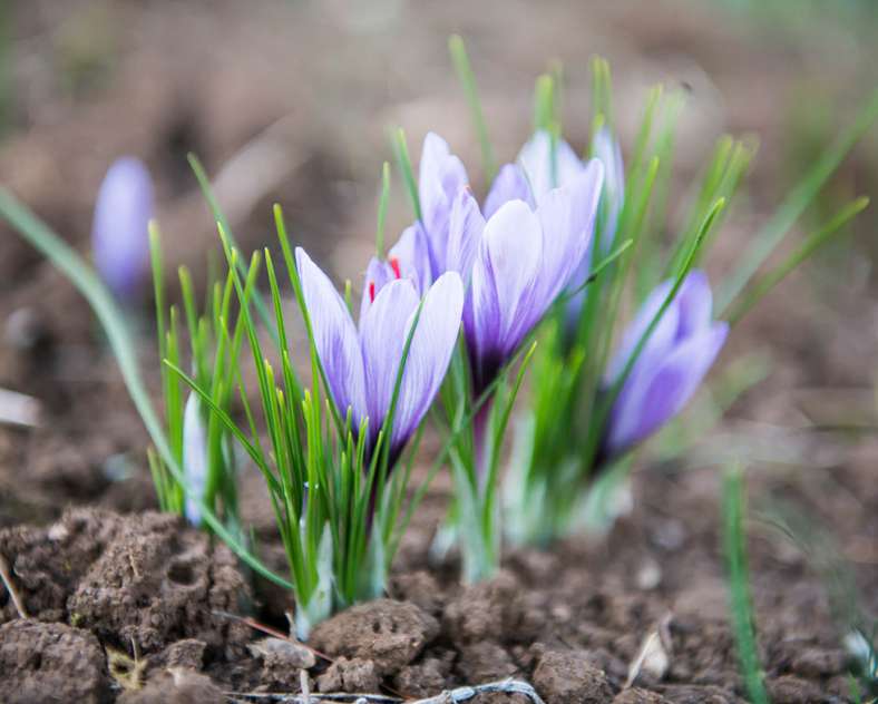 Gilles Dorschner Betty nature le safran longevillois
