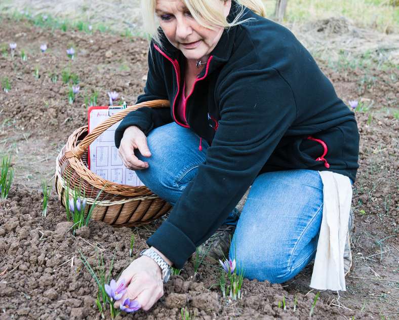 Gilles Dorschner Betty nature le safran longevillois