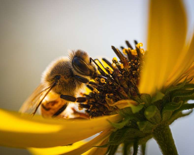 Pixabay Rendez-vous du miel et des abeilles