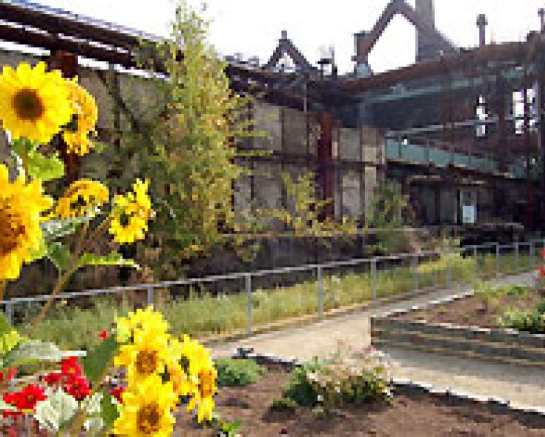 Tournesols Vélo vis à vis