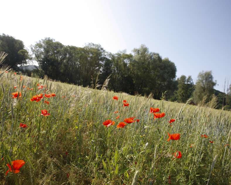 Gilles Pecqueur Voie verte de Sarreguemines grundviller
