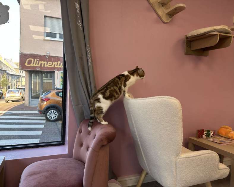 Radio Mélodie Sweets & Cats - Bar à chats