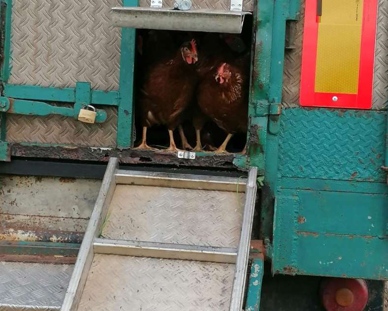 Rébecca Schmitt Rébecca et ses Poulettes - Ferme Gilles Juncker