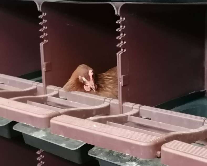 Rébecca Schmitt Rébecca et ses Poulettes - Ferme Gilles Juncker