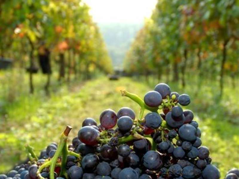 Domaine des Coteaux de Dornot
Domaine des Côteaux de Dornot