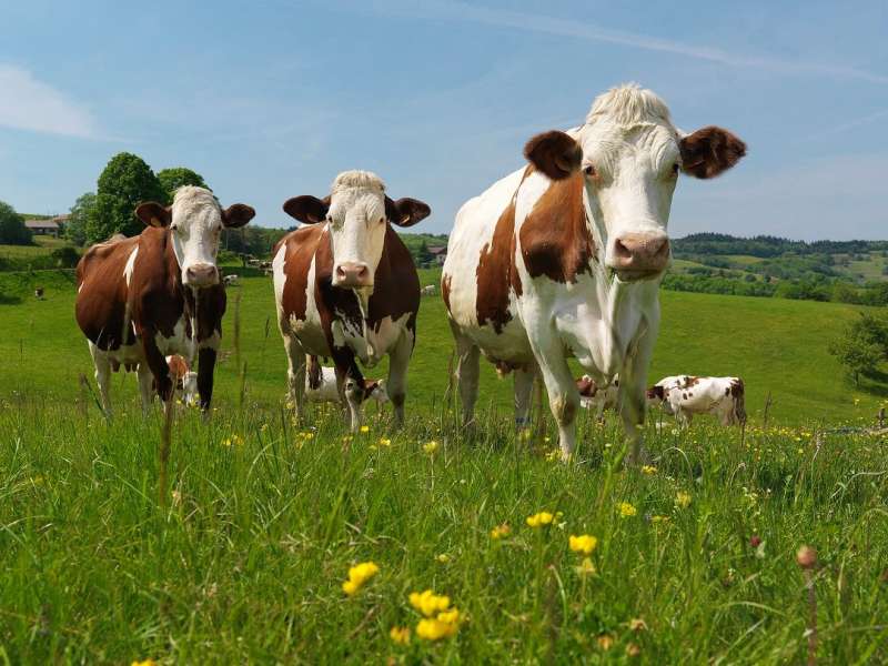 OT Forbach Ferme Gaec la colline des pies