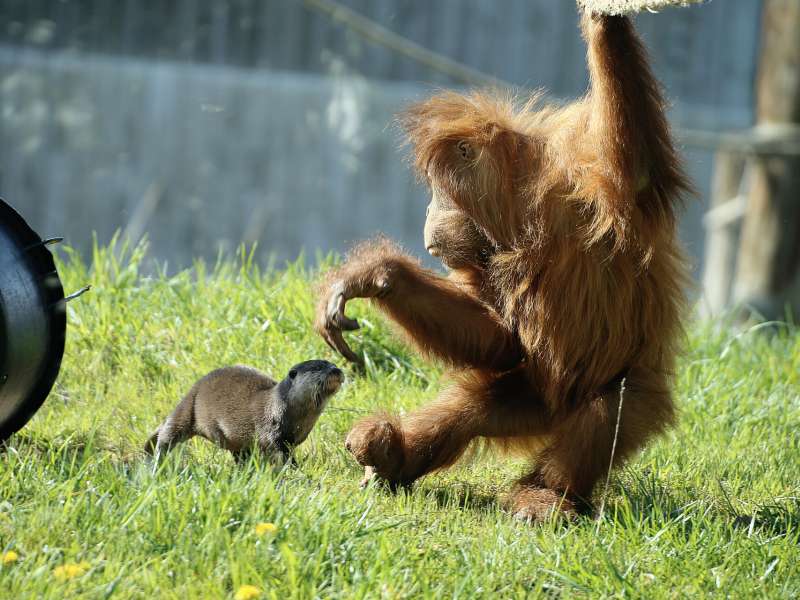Zoo d'Amnéville Zoo d'Amnéville