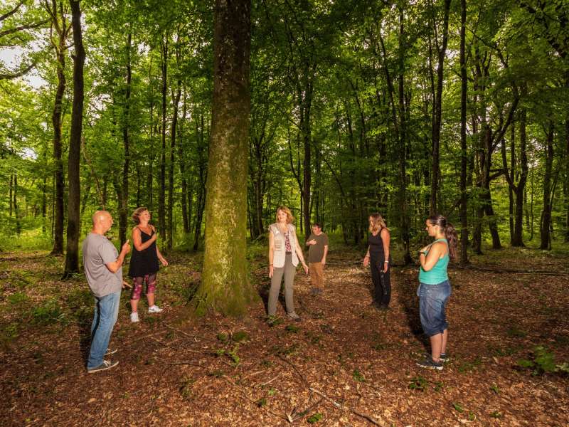 D. Protin  Sylvothérapie : Immersion sensorielle et énergétique