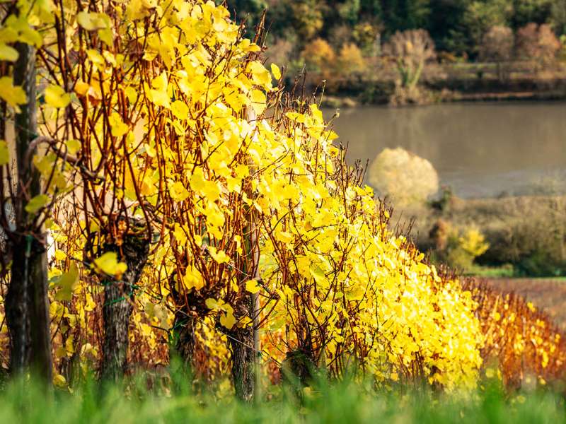 Domaine Florescence  Domaine Florescence