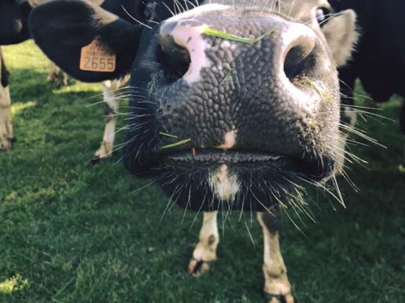 Ferme de la Ceriseraie - Louis Gérardy Ferme de la ceriseraie