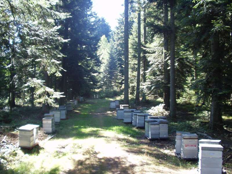 GAEC LIMON Famille Limon - Apiculteur