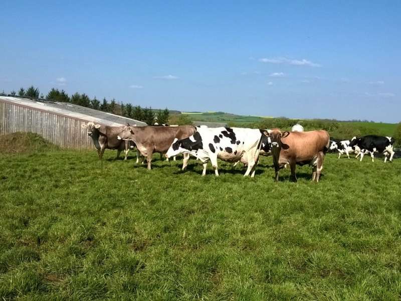  DE LA FERME AUX FROMAGES