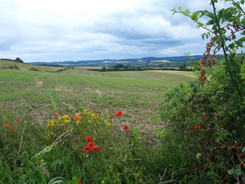 OT Saint-Avold Coeur de Moselle Chemin de Saint-Antoine