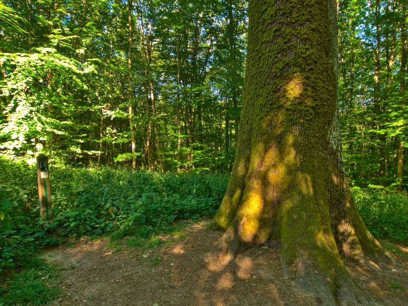 Emmanuel Stourm 2020
Licence Open Data  Le chêne des moines en VTT