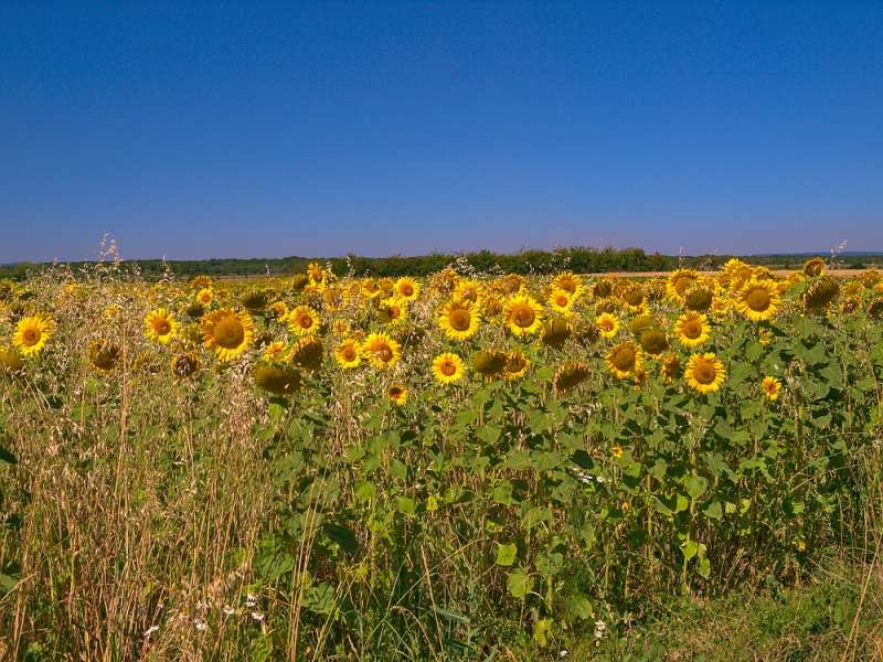 Emmanuel Stourm 2020 Licence Open Data Liaison pédestre de Sanry-les-Vigy à la grande commune