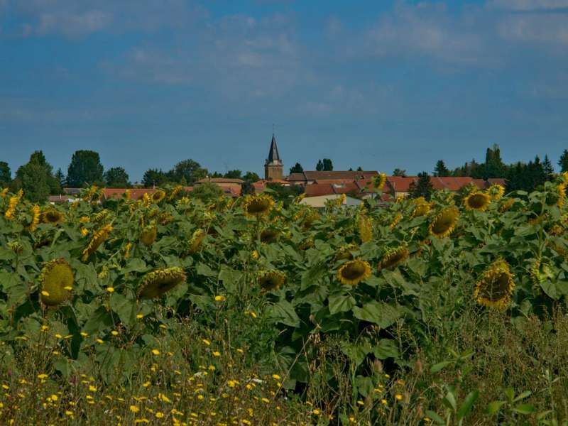 LE CHÊNE À LA VIERGE