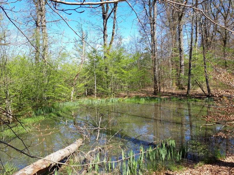 Office de tourisme Saint-Avold Coeur de Moselle Randonnée pédestre à la découverte des mardelles