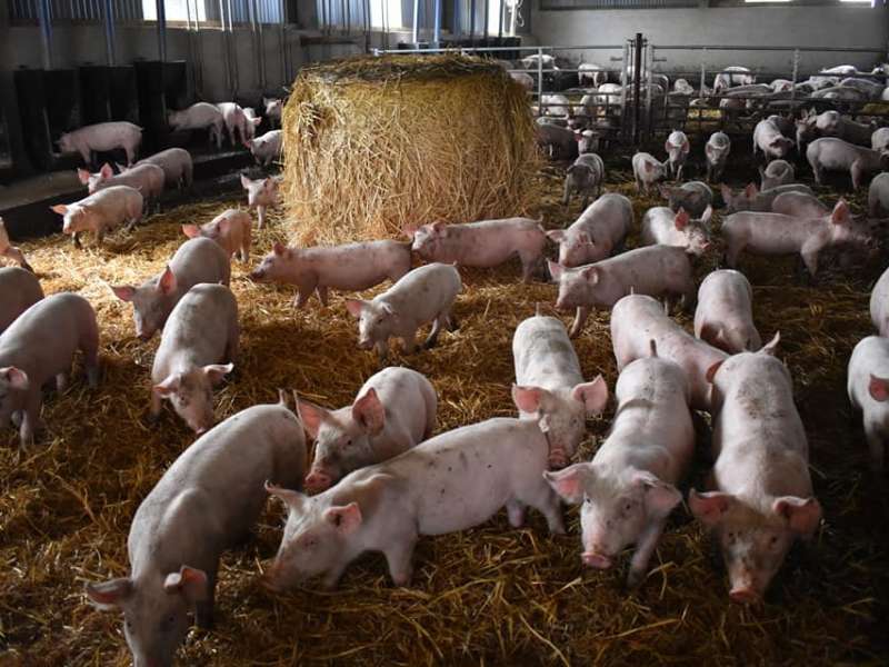 Facebook Nouvelle Prairie  La nouvelle prairie